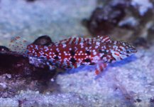 jewelledwrasse.jpg