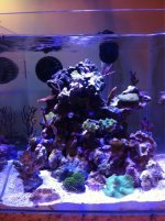 ImageUploadedByReefs1349803695.424116.jpg
