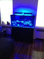 ImageUploadedByReefs1335377582.944687.jpg