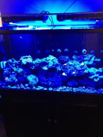 ImageUploadedByReefs1335377605.615911.jpg