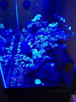 ImageUploadedByReefs1335377644.606817.jpg