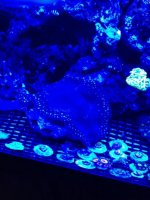 ImageUploadedByReefs1335377664.542478.jpg