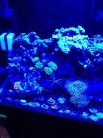 ImageUploadedByReefs1335377700.291129.jpg