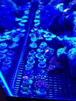 ImageUploadedByReefs1335377727.445871.jpg