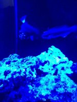 ImageUploadedByReefs1335377753.016956.jpg