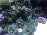 ImageUploadedByReefs1362499358.791812.jpg