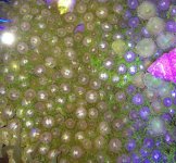 ImageUploadedByReefs1358097301.340203.jpg