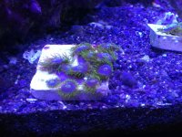 ImageUploadedByReefs1358097309.289685.jpg