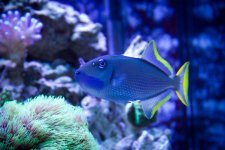 Jarretts Reef 6-16-12-87.jpg