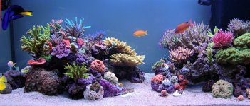 ImageUploadedByReefs1349831666.868619.jpg