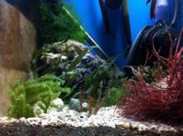 ImageUploadedByReefs1339041108.758471.jpg
