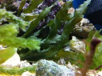 ImageUploadedByReefs1339041157.113038.jpg