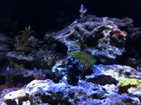 ImageUploadedByReefs1339041280.151087.jpg