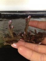 ImageUploadedByReefs1339072010.538193.jpg