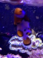 ImageUploadedByReefs1339087029.095901.jpg