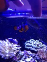 ImageUploadedByReefs1339087046.214317.jpg