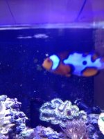 ImageUploadedByReefs1339087061.076651.jpg