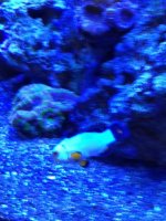ImageUploadedByReefs1339087307.205638.jpg