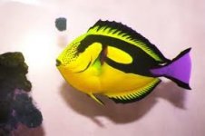 ImageUploadedByReefs1342400367.593856.jpg