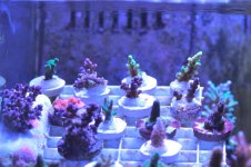 IMG_7323.jpg