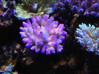 ImageUploadedByReefs1362541239.636180.jpg