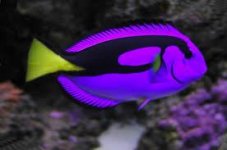purple hippo tang.jpg