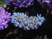 ImageUploadedByReefs1362541261.732008.jpg