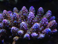 ImageUploadedByReefs1362541285.298690.jpg