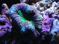 ImageUploadedByReefs1362541325.867888.jpg
