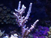 ImageUploadedByReefs1362541357.715433.jpg