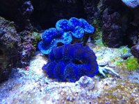 ImageUploadedByReefs1362541379.367549.jpg
