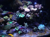 ImageUploadedByReefs1362541407.617873.jpg
