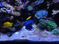ImageUploadedByReefs1362541458.951106.jpg
