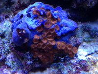 ImageUploadedByReefs1362541495.798868.jpg