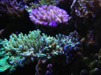 ImageUploadedByReefs1362541517.265389.jpg