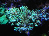 ImageUploadedByReefs1362541530.249614.jpg