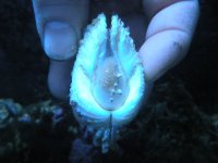 Pyramid Snails on clam.jpg
