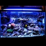 ImageUploadedByReefs1339113050.511853.jpg