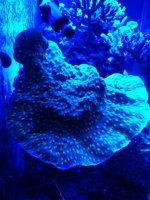 ImageUploadedByReefs1358122243.151394.jpg