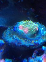 ImageUploadedByReefs1358122298.034571.jpg
