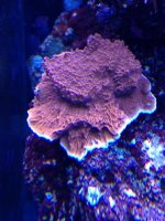 ImageUploadedByReefs1358122315.997126.jpg