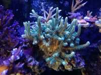 ImageUploadedByReefs1358122337.914681.jpg