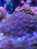 ImageUploadedByReefs1358122366.095165.jpg