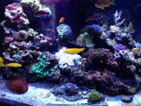 ImageUploadedByReefs1362586760.877254.jpg
