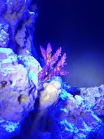 ImageUploadedByReefs1358122448.887881.jpg