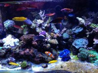 ImageUploadedByReefs1362586775.877209.jpg
