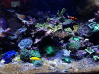 ImageUploadedByReefs1362586788.711684.jpg