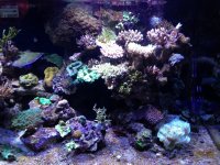 ImageUploadedByReefs1362586857.562247.jpg