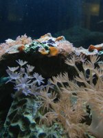 ImageUploadedByReefs1354606747.417914.jpg
