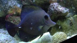 ImageUploadedByReefs1354606847.101355.jpg